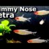 Rummy Nose Tetra