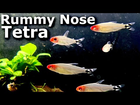 Rummy Nose Tetra